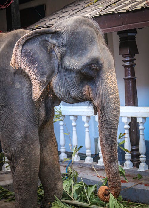 Srilankan Domestic Elephant In Kandy Esala Perahera Photography Seasonal event