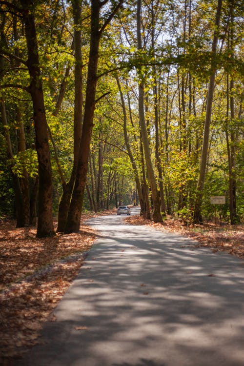 Free Road Between Trees in the Countryside Stock Photo