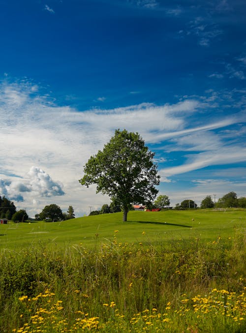 Darmowe zdjęcie z galerii z chmury, drzewo, jasny