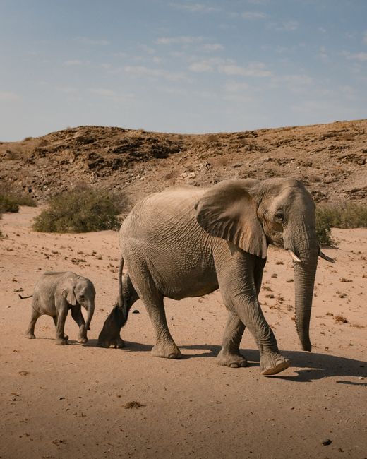 A mother elephant and her calf walk through the desert in Uis, Namibia, showcasing wildlife in its natural habitat.