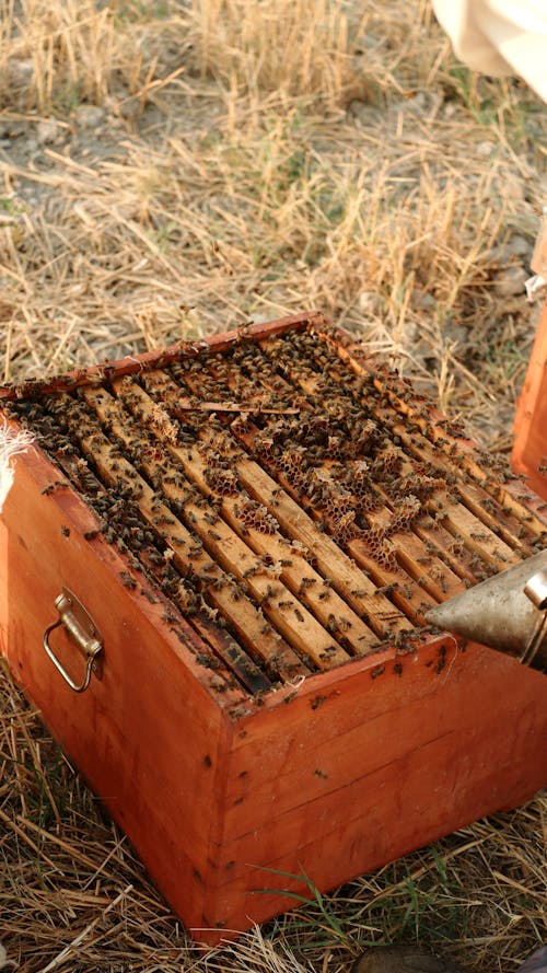 Kostnadsfri bild av bin, biodling, insekter