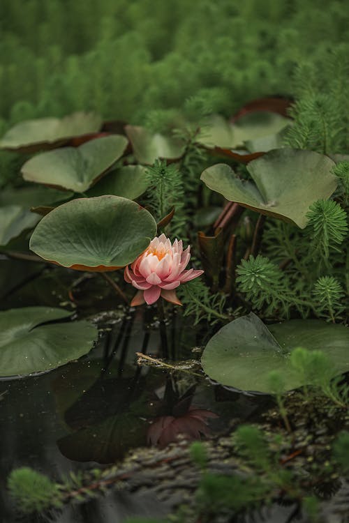 lotus plant root