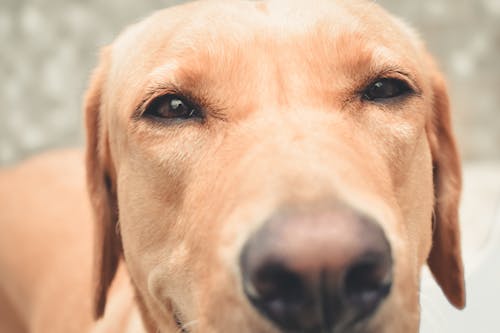 Free Short-coated Beige Dog Stock Photo