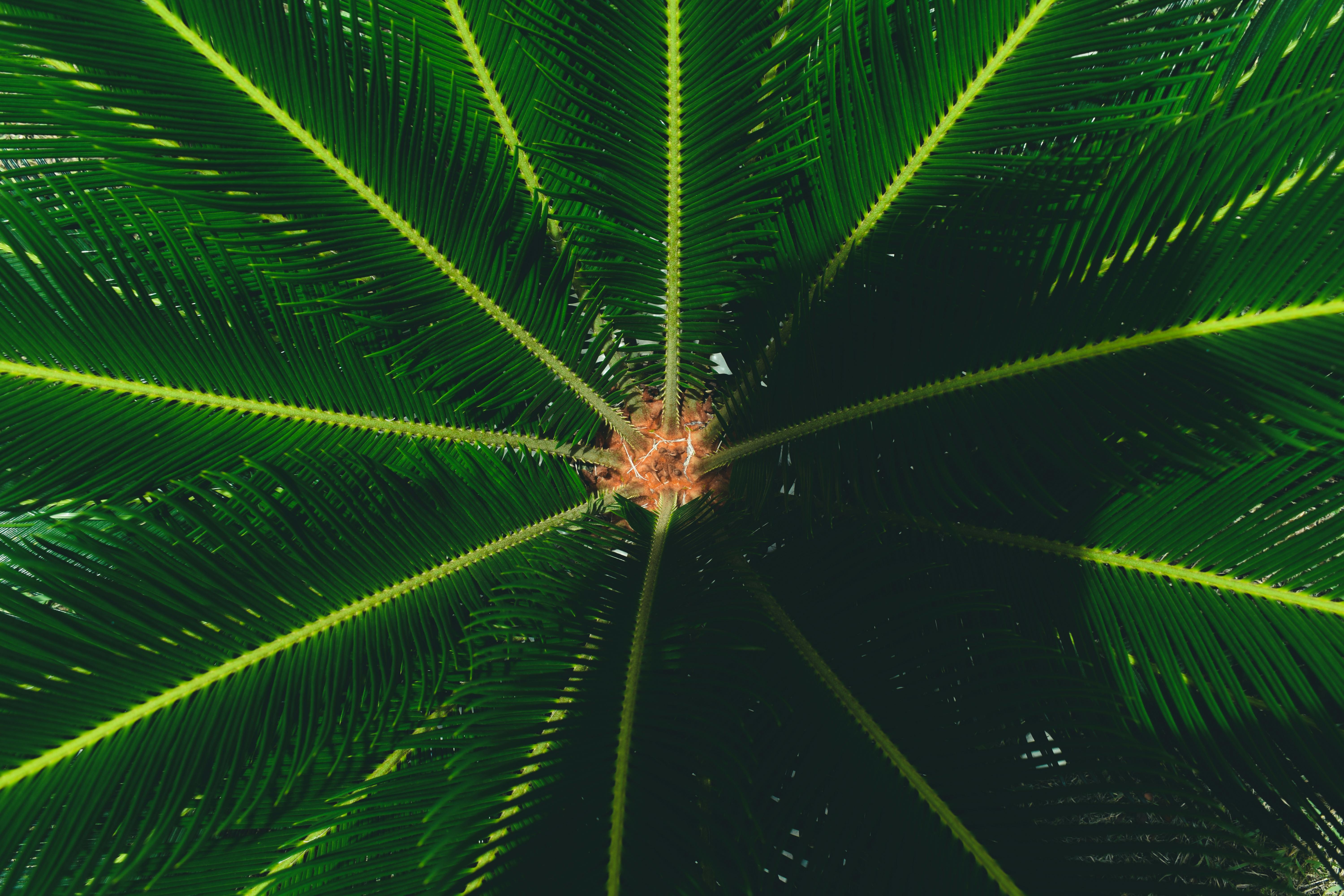 Close-up of green Cycad leaves basking in bright sunlight, showcasing natural patterns.