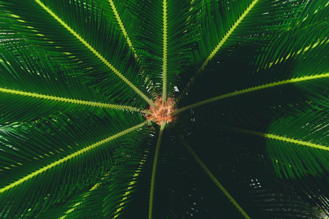 Groene Palm Plant In Close Up Fotografie