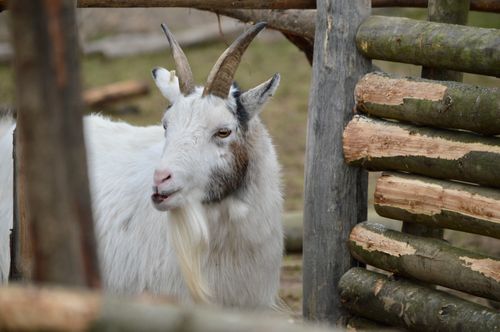 Free A white goat with horns looks through a rustic wooden fence in London. Stock Photo