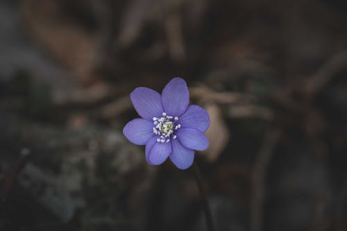 Bezpłatne Darmowe zdjęcie z galerii z fioletowy, kwiat, natura Zdjęcie z galerii