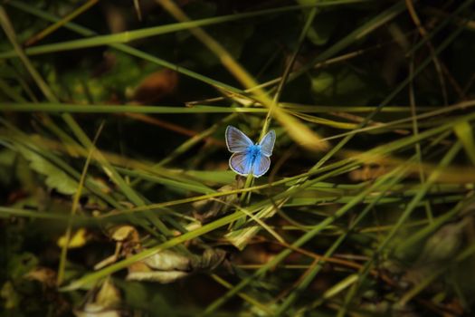 Close-up of a blue butterfly resting on grass, showcasing its vivid wings.