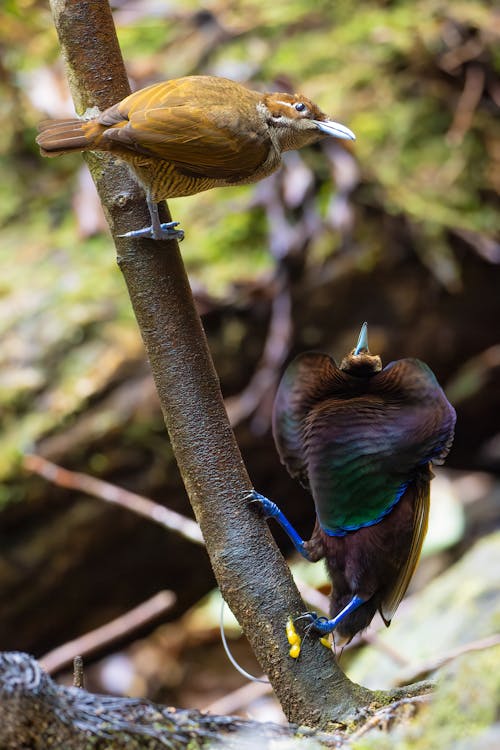 bird of paradise, bop, 分公司 的 免費圖庫相片