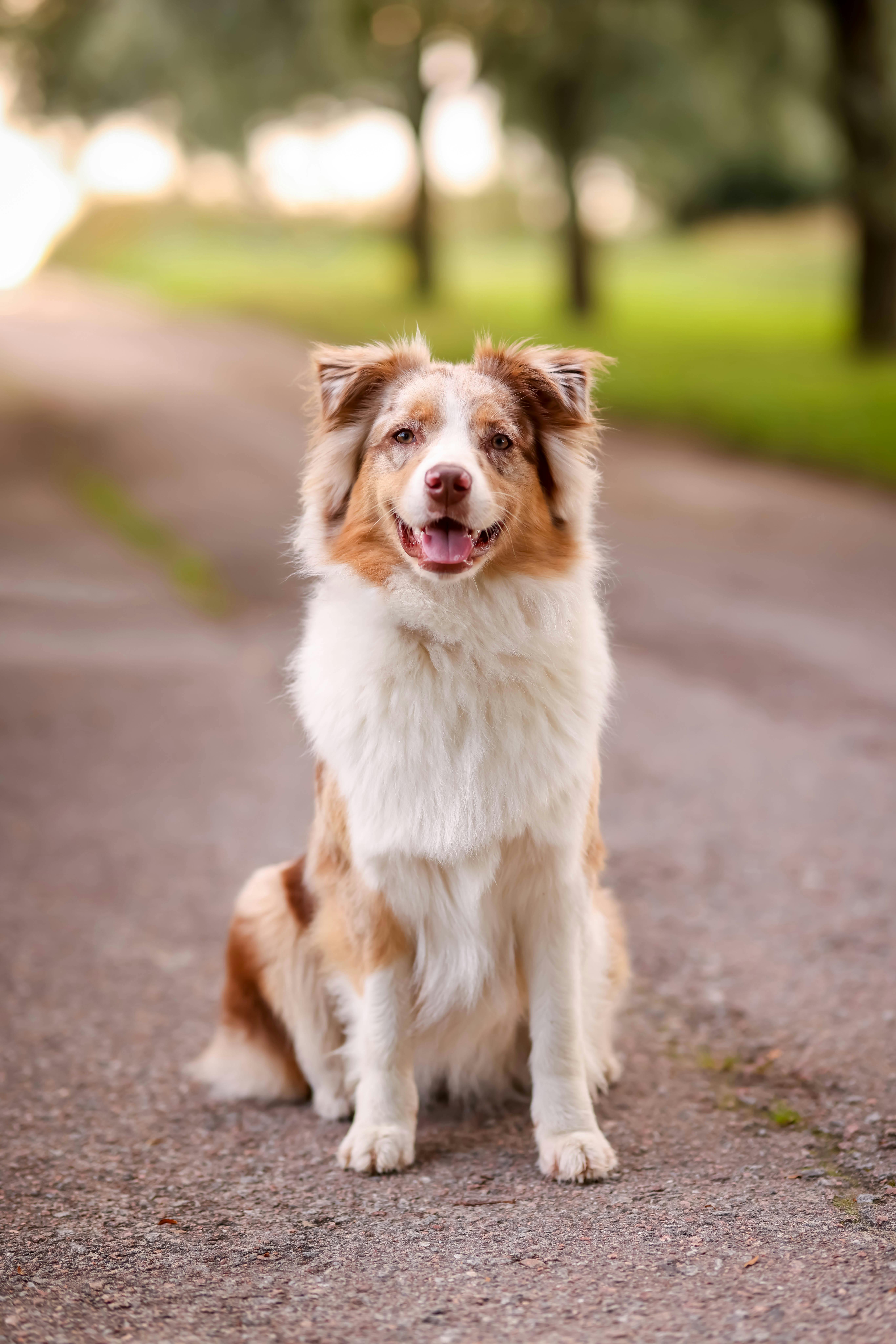 Australian shepherd