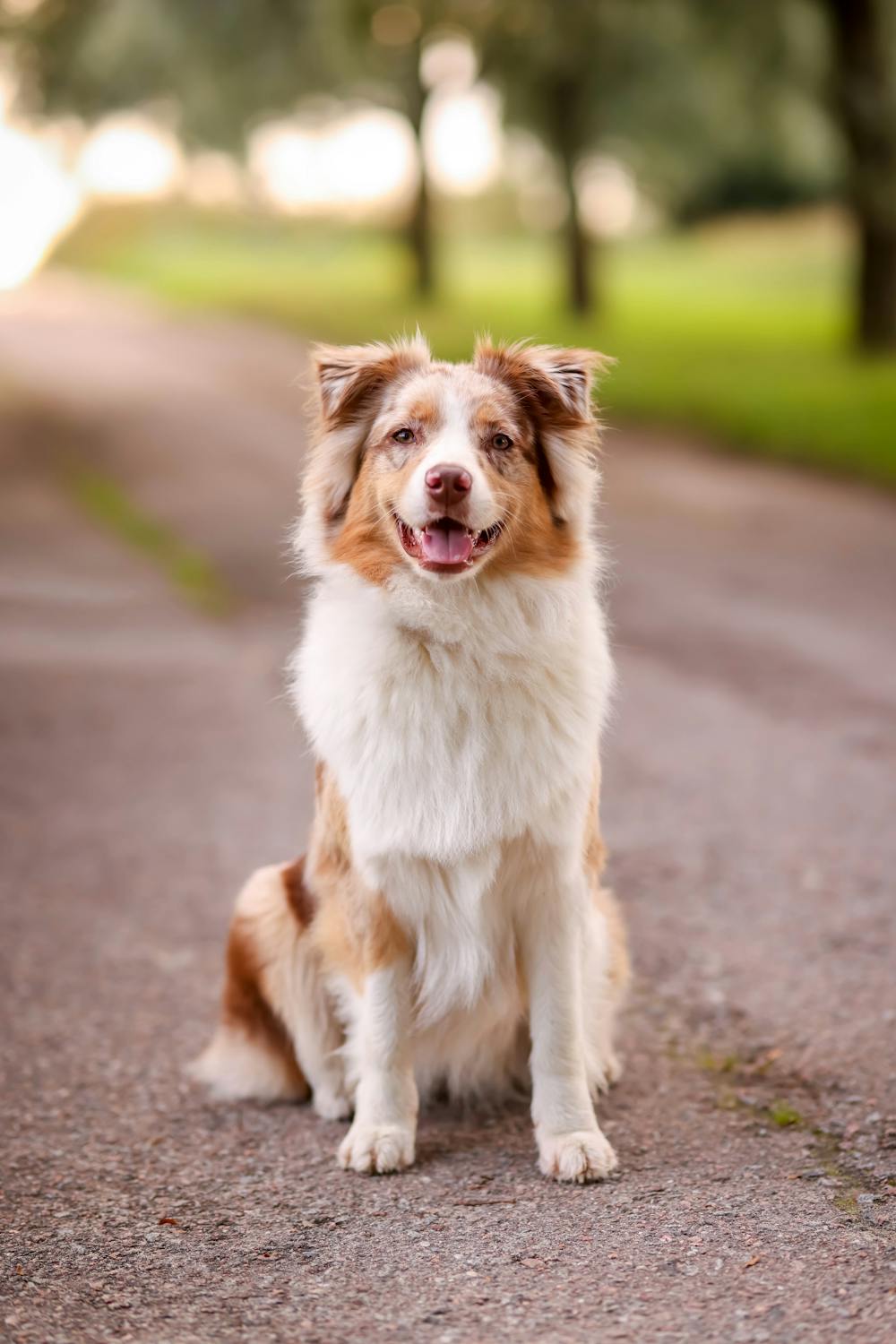 Australian shepherd