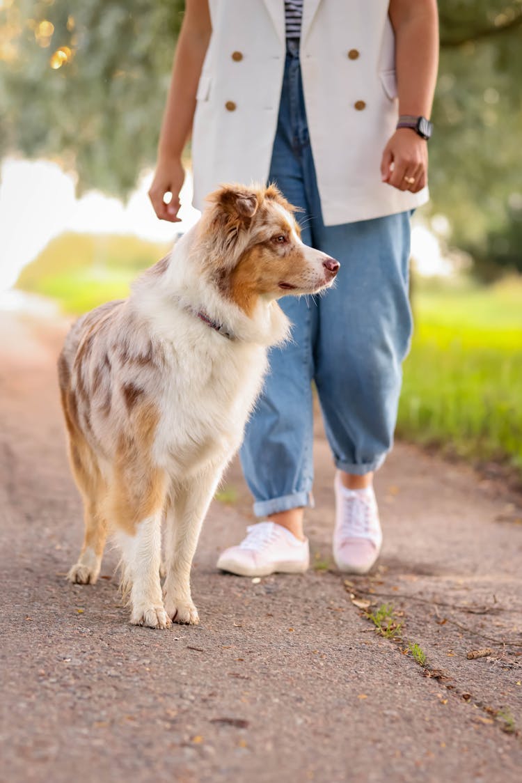 Person With An Australian Shepherd On A Rural Road