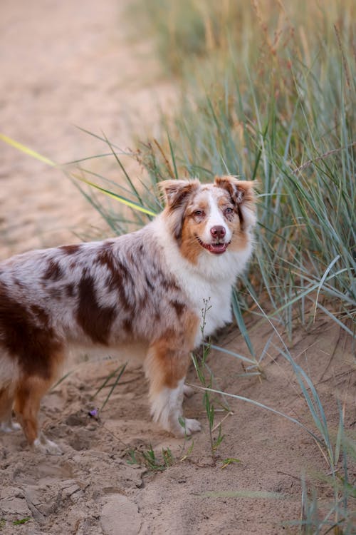 Gratis stockfoto met australische herder, bruine hond, dierenfotografie