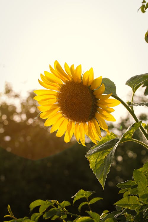 Close up of Sunflower