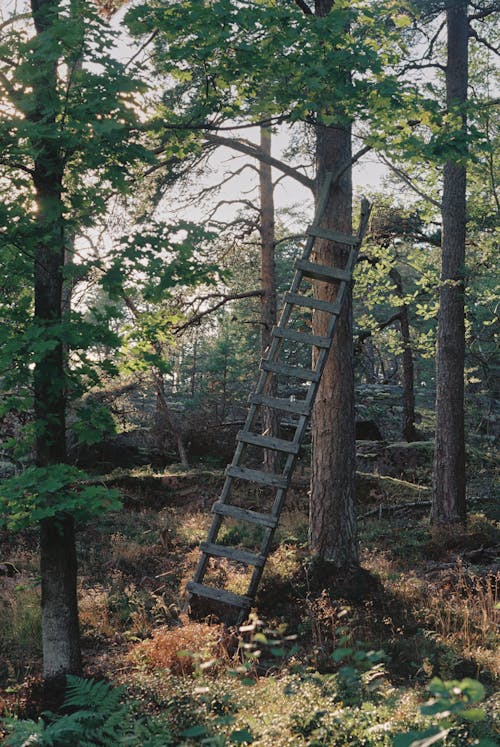 Wooden Ladder Leaning on a Tree