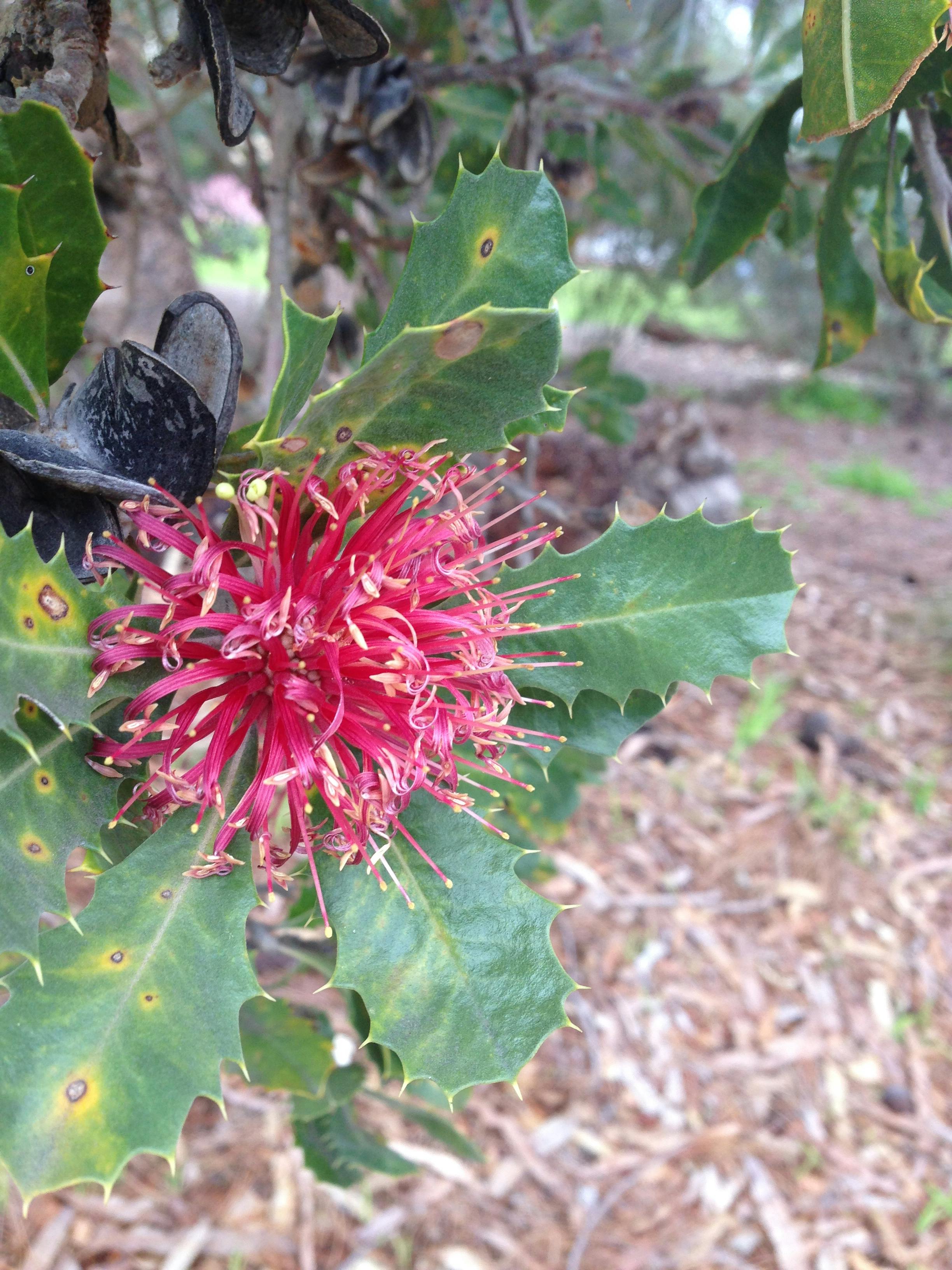 Free stock photo of Australian native flower