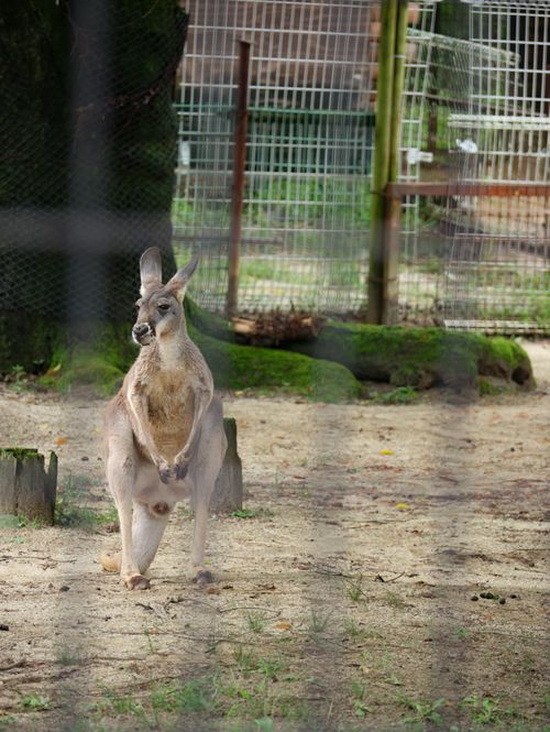 Free stock photo of kangaroo Stock Photo
