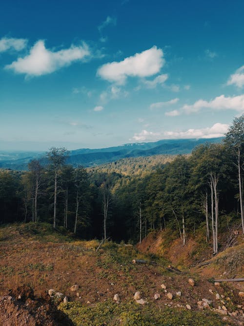 Základová fotografie zdarma na téma hory, krajina, les