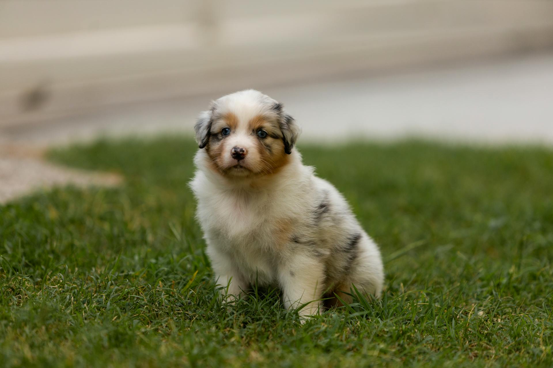 Cute Fluffy Puppy Sitting on Lawn