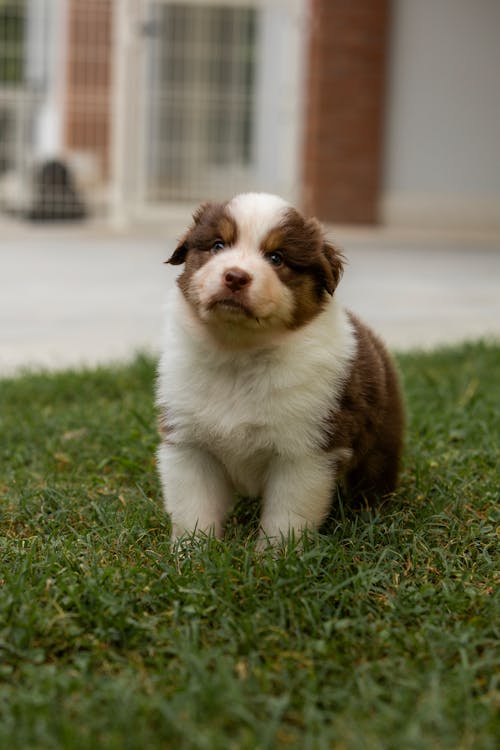 Gratis stockfoto met babyhondje, bruin en wit, dierenfotografie