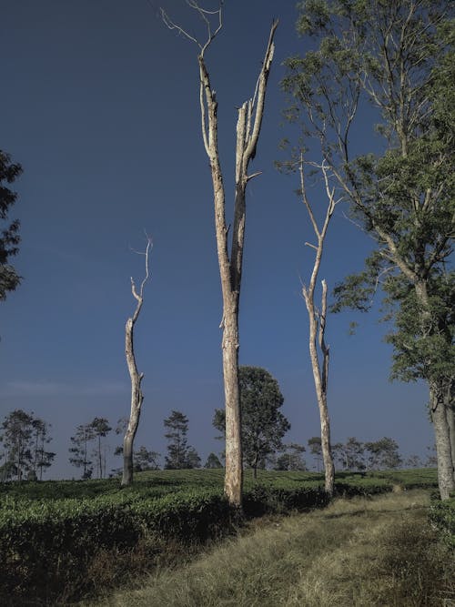 Ingyenes stockfotó fák, földes út, fonnyadt témában