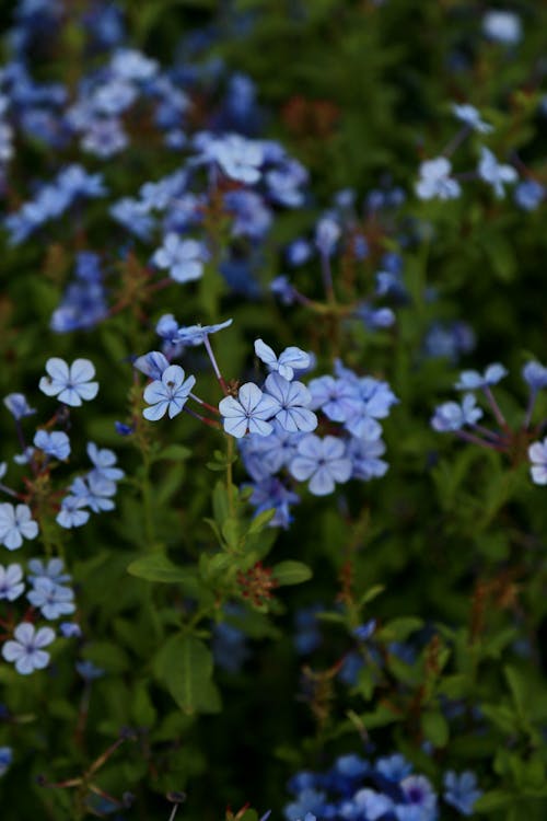 Blue Flowers of Cape Plumbago Shrub