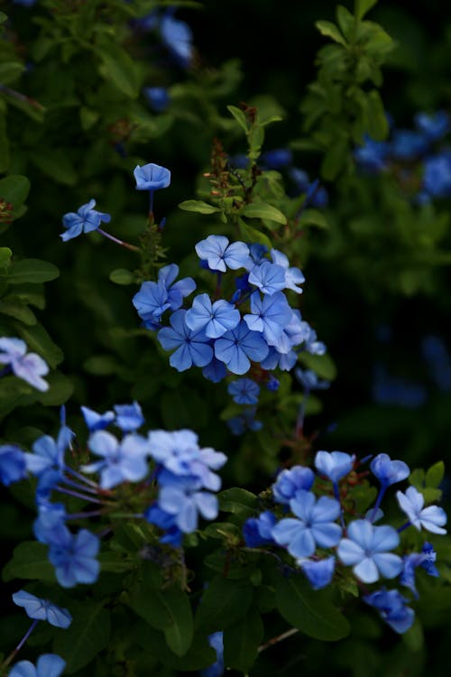 Close up of Blue Wildflowers