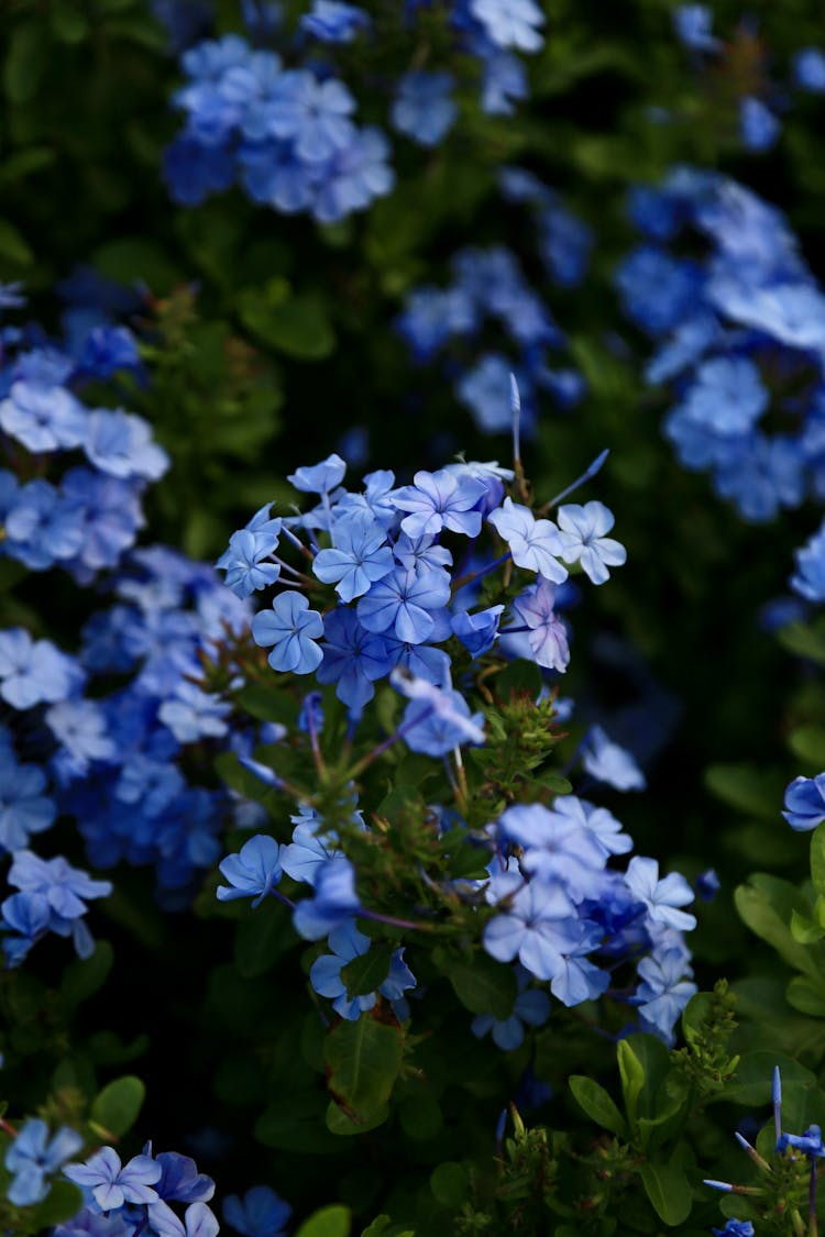 Blooming Flowers Of Cape Plumbago 