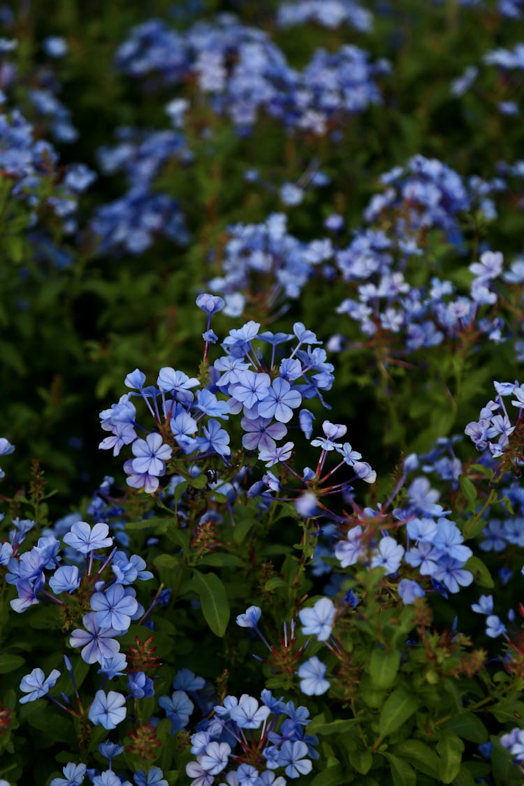 Purple Flowers On Meadow