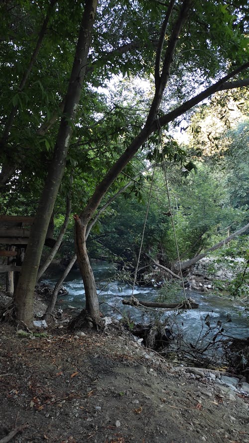 Δωρεάν στοκ φωτογραφιών με δασικός, δέντρο, καταρράκτες