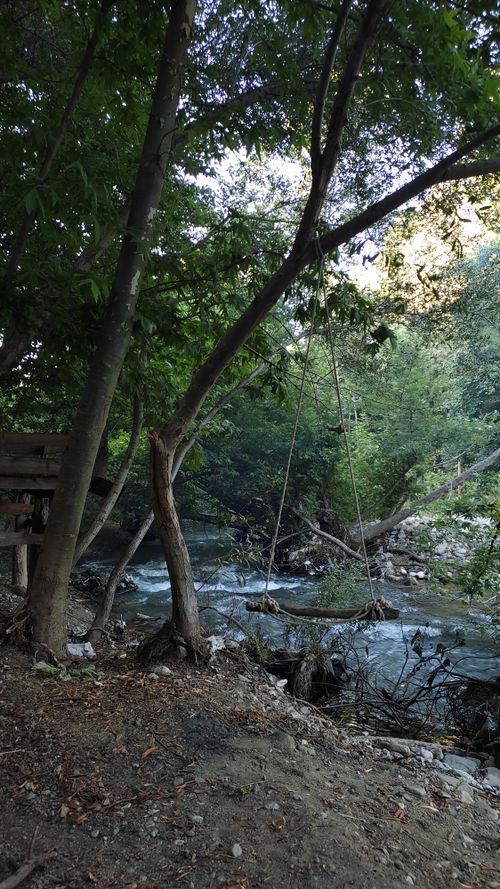 Free stock photo of forest, rapids, stream Stock Photo