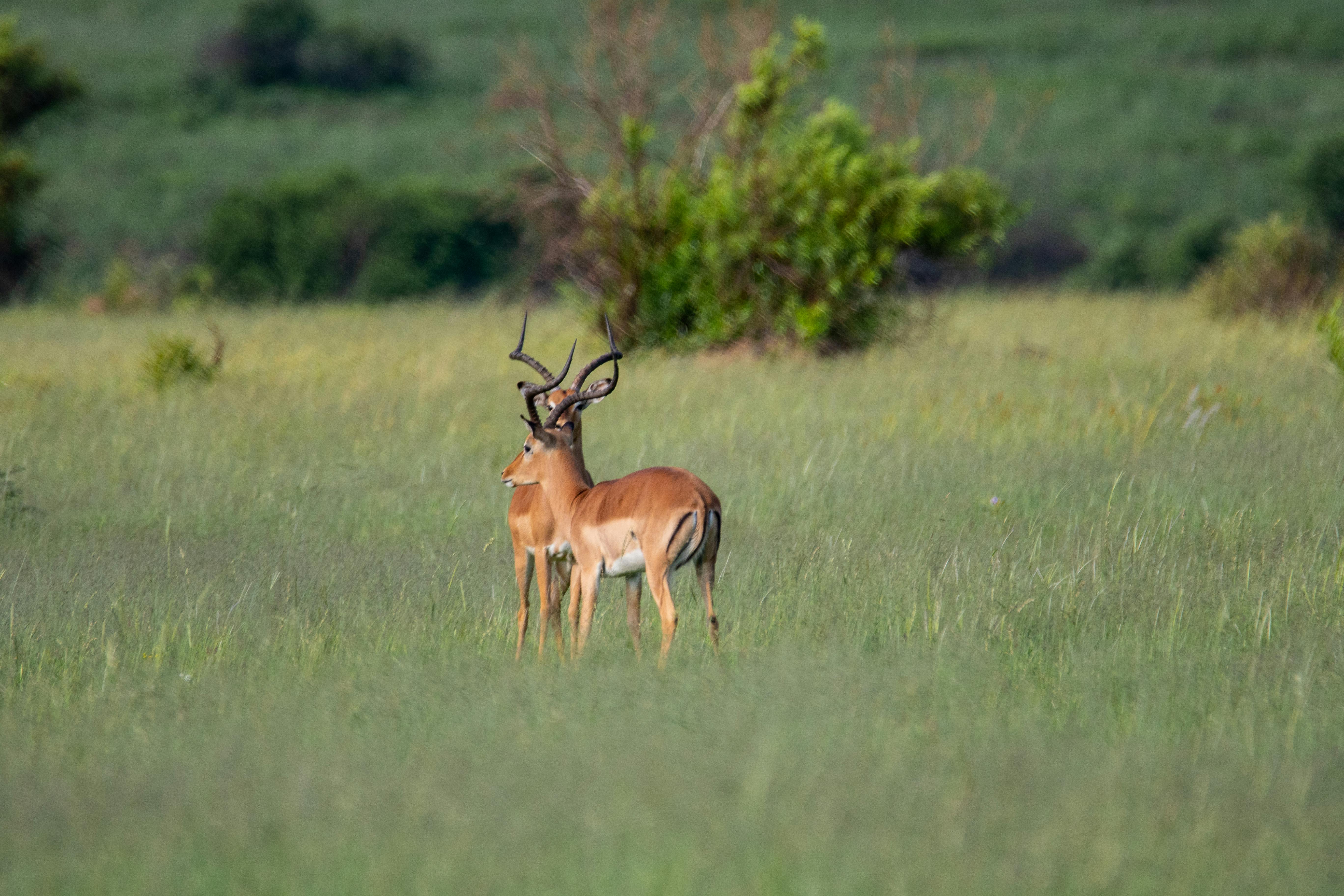 Free stock photo of animals, buck, impala