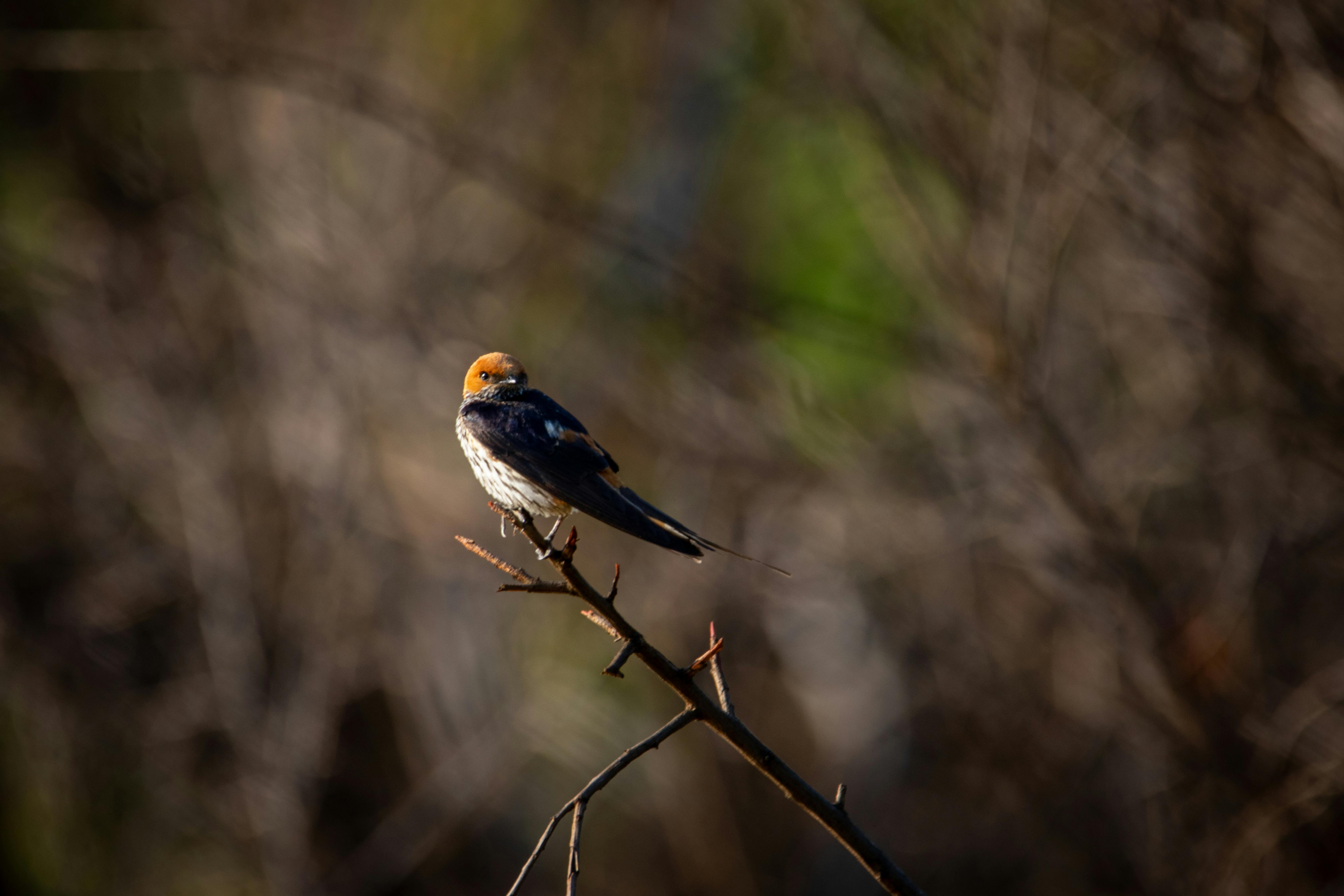 Free stock photo of barn swallow, beauty in nature, birds