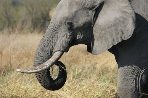 Foto profissional grátis de alimentação, cabeça, elefante africano da floresta