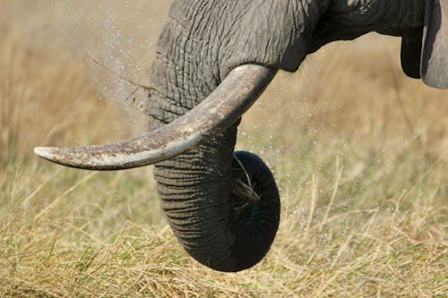 Trunk and Tusks of an Elephant