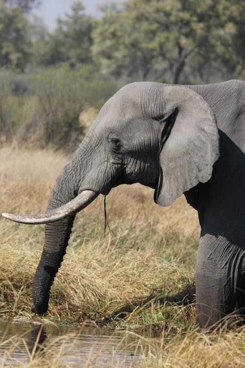 Elephant at the Water Hole