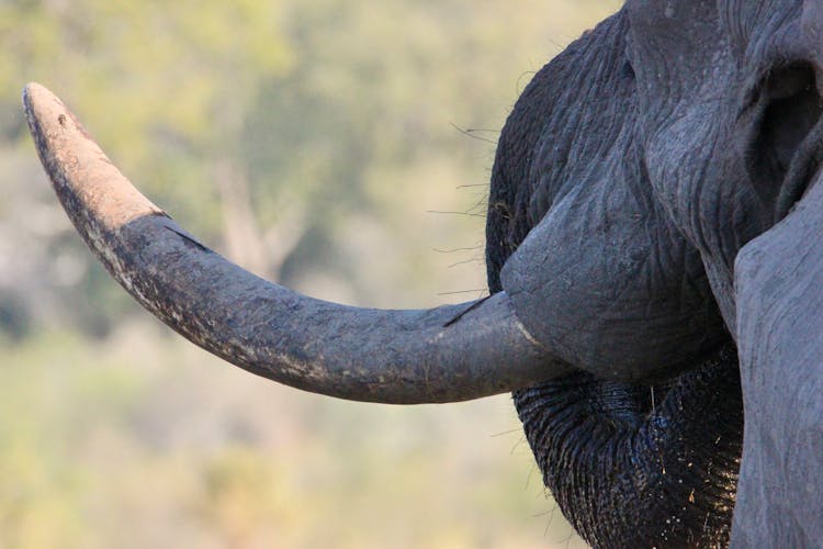 Elephant With Giant Tusk