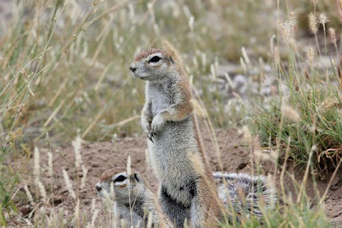 Meerkat Standing on Meadow