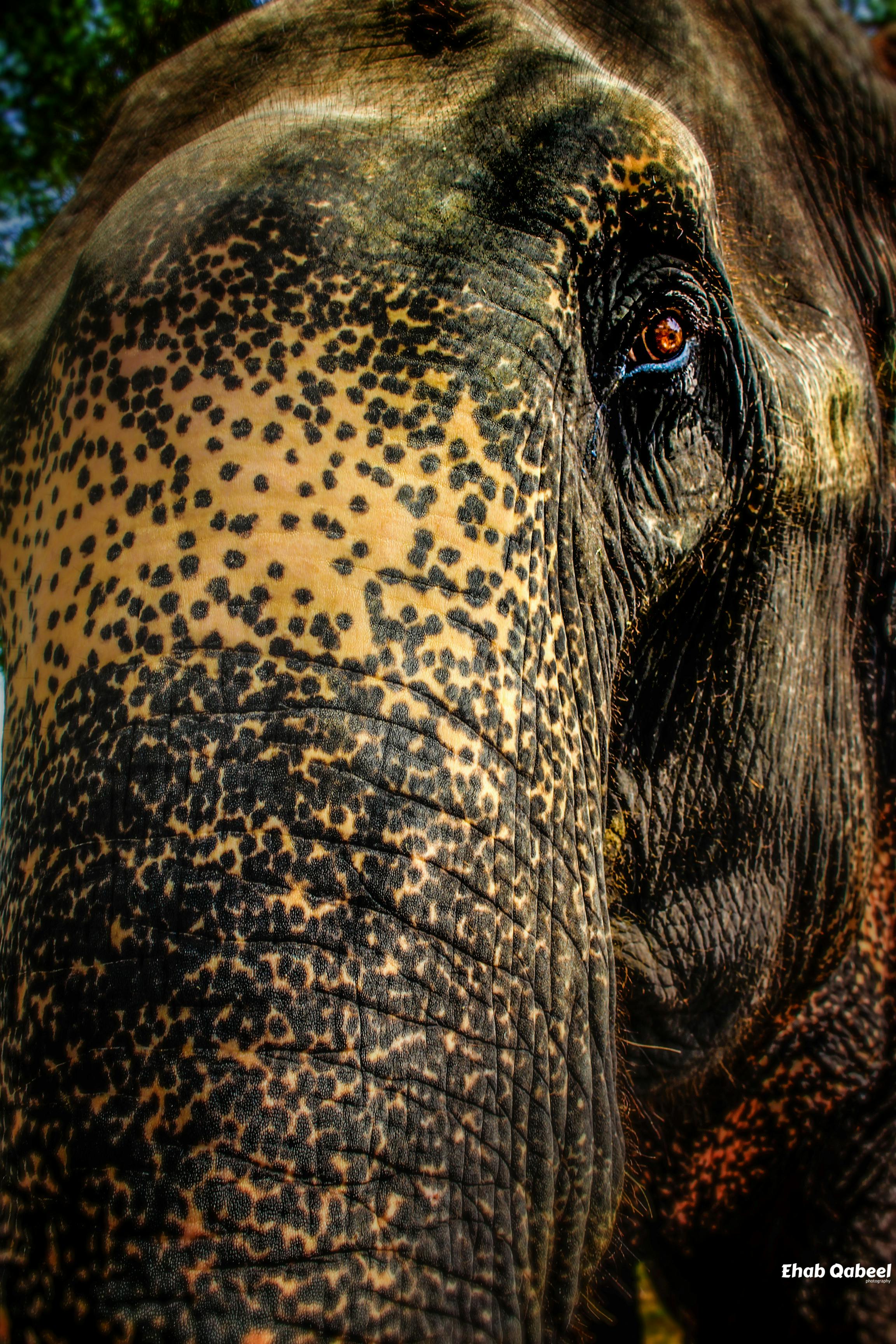 Free stock photo of animal, big eyes, elephant