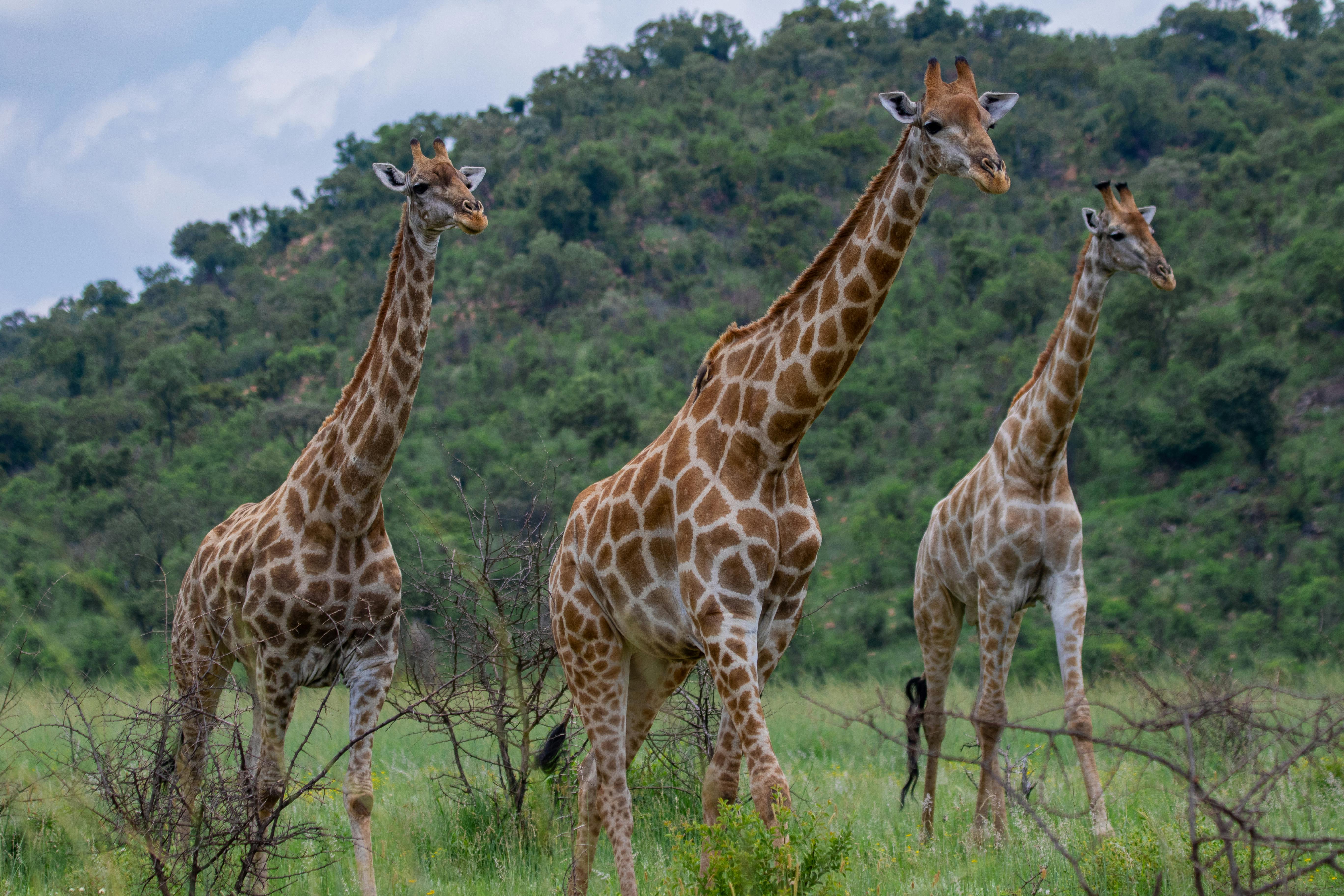 Free stock photo of beauty in nature, family, giraffe