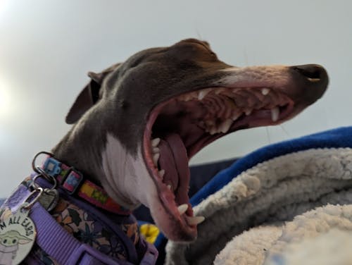 動物牙齒, 可愛的動物, 意大利靈緹犬 的 免費圖庫相片
