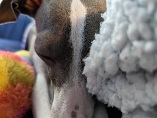 意大利靈緹犬, 睡眠 的 免費圖庫相片