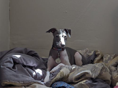 Gratis stockfoto met honden bed, intens, italiaanse windhond