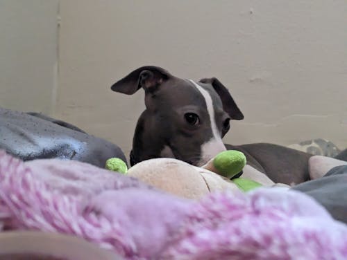側面, 意大利靈緹犬, 狗床 的 免費圖庫相片