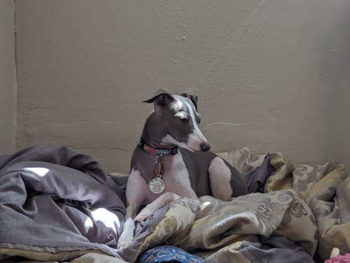 Gratis stockfoto met honden bed, italiaanse windhond, profiel