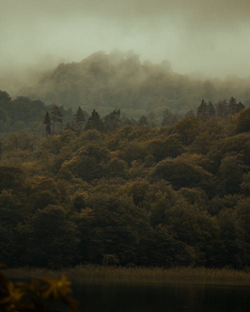 Základová fotografie zdarma na téma krajina, les, malebný