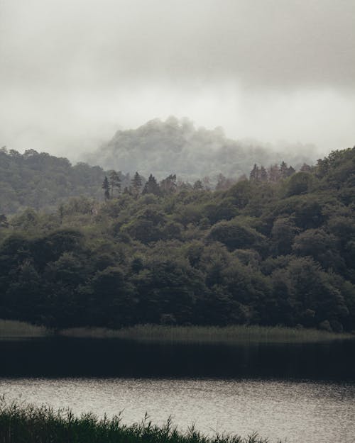Bezpłatne Darmowe zdjęcie z galerii z drzewa, jezioro, las Zdjęcie z galerii