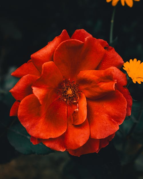 Imagine de stoc gratuită din delicat, floare, floribunda