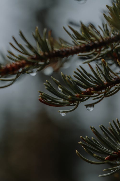 Fotos de stock gratuitas de acículas, árbol, conífera