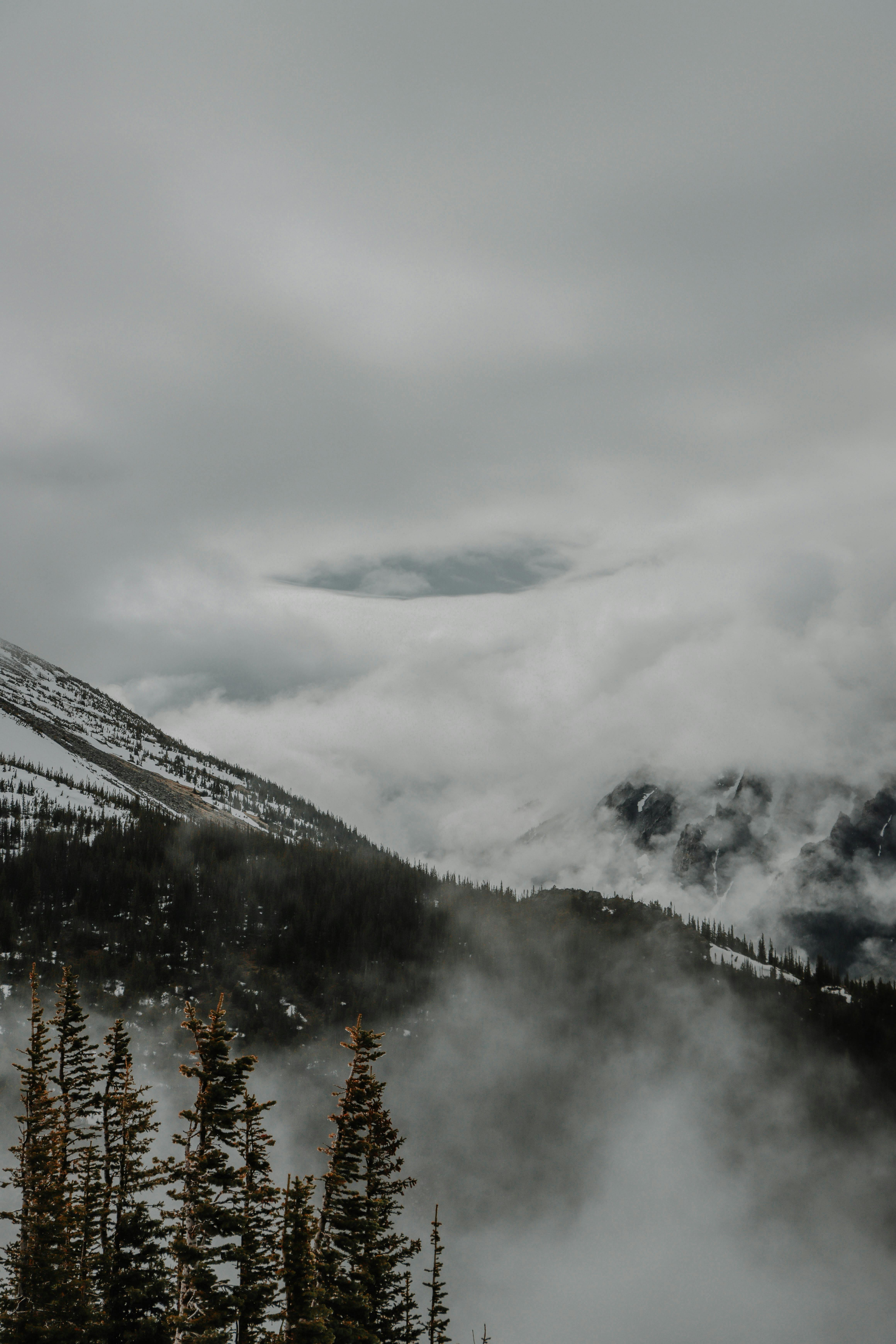 fog over conifers on mountainside in colorado usa